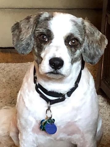 The same terrier mix after a short all-over clip