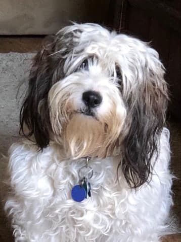 Shaggy terrier mix before its groom