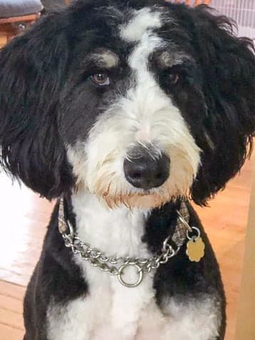 The same bernedoodle after a tidy face and body trim