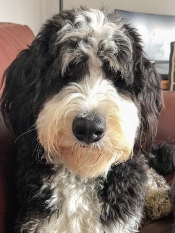 Bernedoodle with an overgrown, matted coat before its groom
