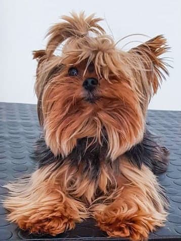 Yorkshire terrier with long face and leg fur before its groom